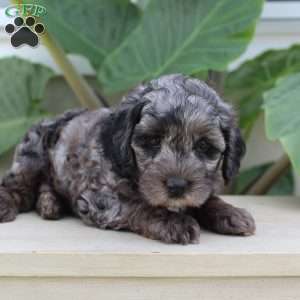 Princess F1b, Cavapoo Puppy