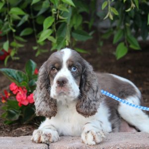 Martha Stoltzfus, View PuppiesView Puppies Breeder