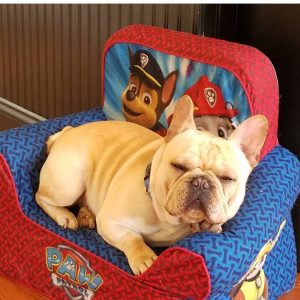 Kristin Palita, View PuppiesView Puppies Breeder