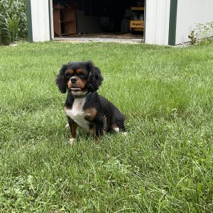 Jeanette Summy,  Breeder