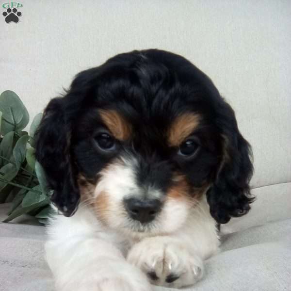 Kylie, Cavapoo Puppy