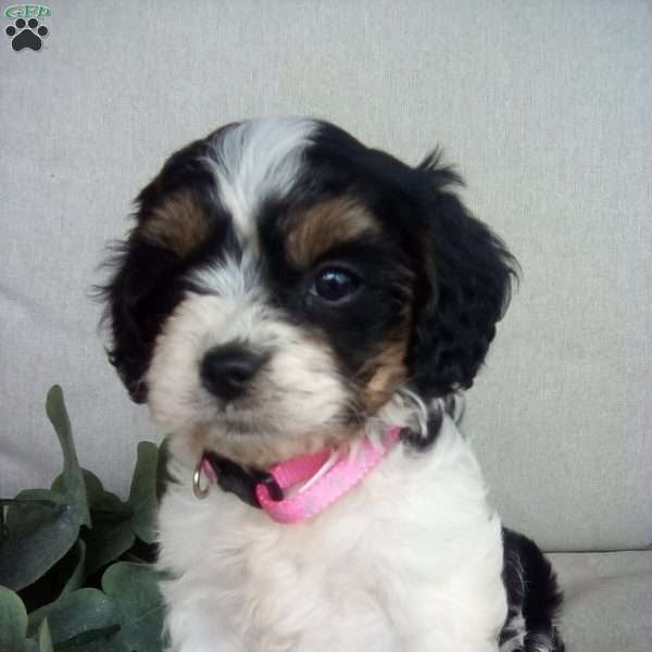 Kira, Cavapoo Puppy