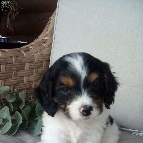 Koby, Cavapoo Puppy