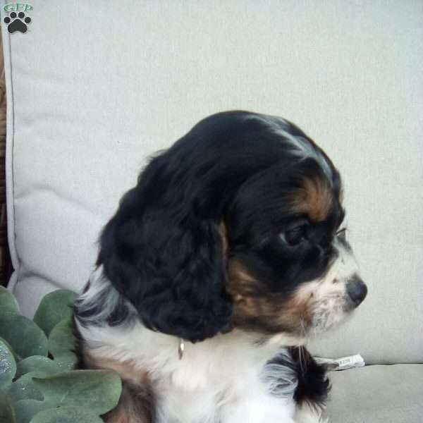 Kilo, Cavapoo Puppy