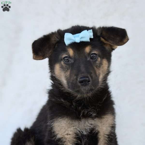 Waylon, German Shepherd Puppy