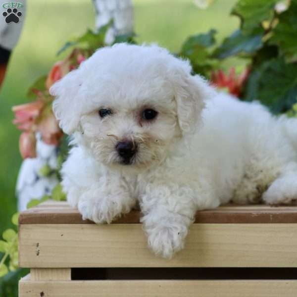 Callie, Bichon Frise Puppy