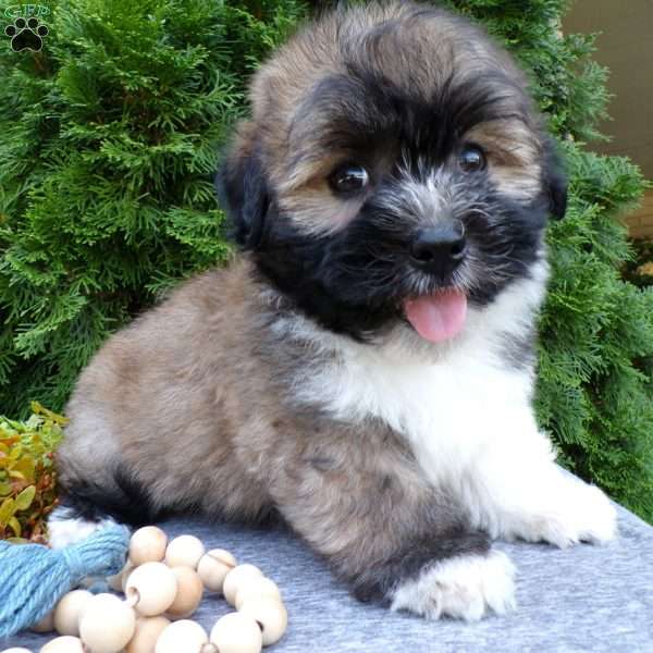 Zander, Havanese Puppy