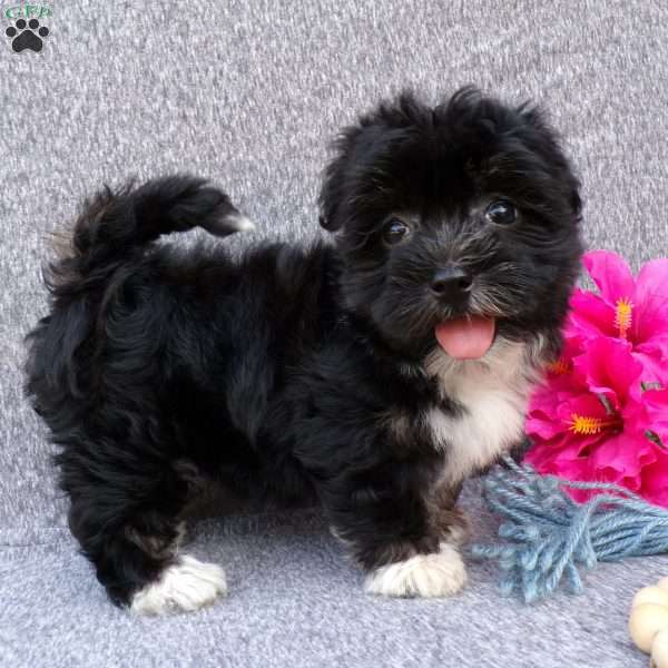 Sona, Havanese Puppy