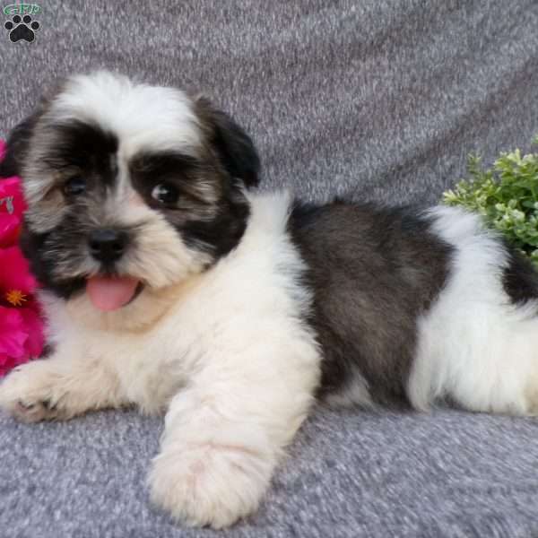 Snuggles, Havanese Puppy