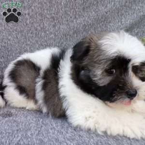 Snuggles, Havanese Puppy