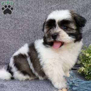 Snuggles, Havanese Puppy