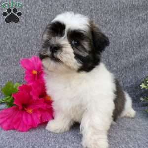 Snuggles, Havanese Puppy