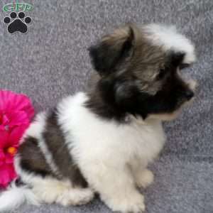 Snuggles, Havanese Puppy