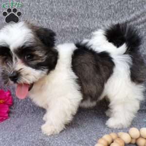 Snuggles, Havanese Puppy