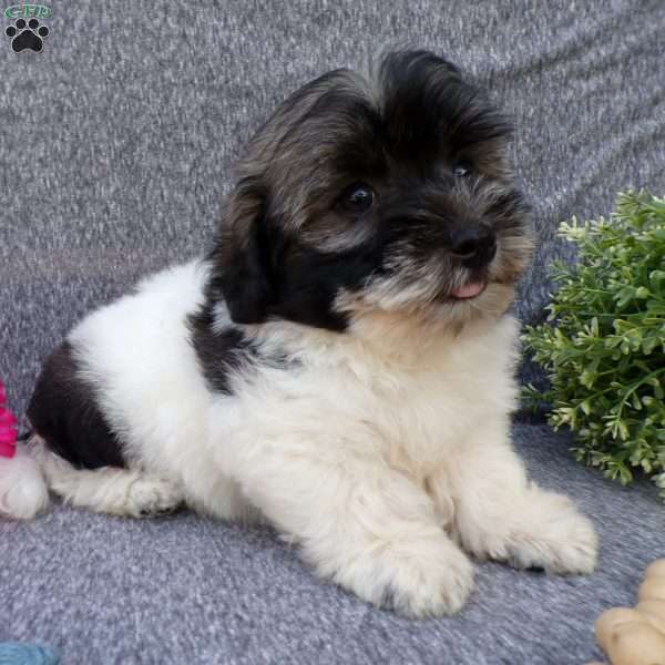 Zacky, Havanese Puppy