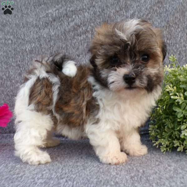 Lily, Havanese Puppy