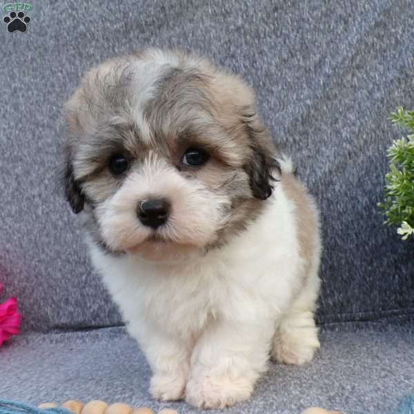 Leo, Havanese Puppy