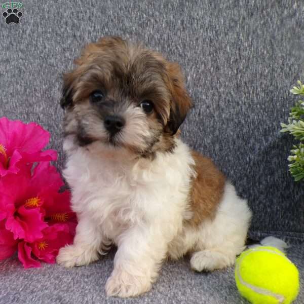 Lyssi, Havanese Puppy