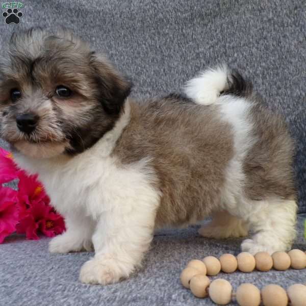 Lacie, Havanese Puppy