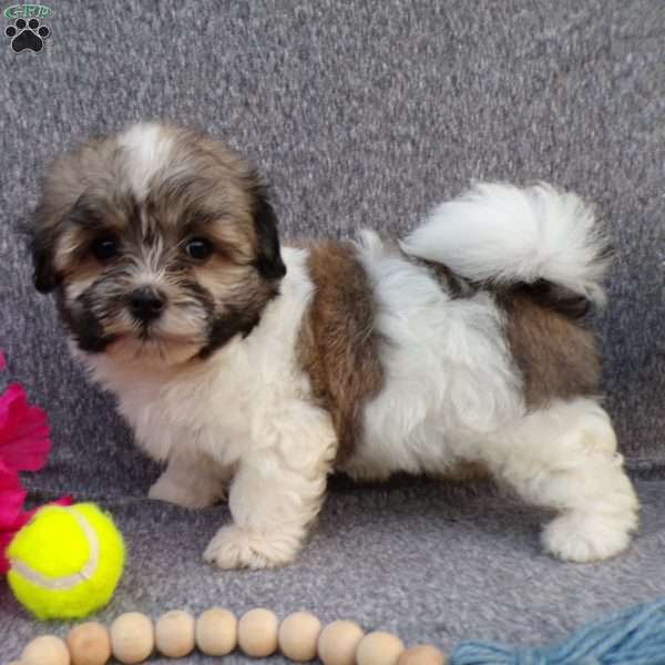 Lulu, Havanese Puppy