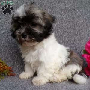 Lucky, Havanese Puppy