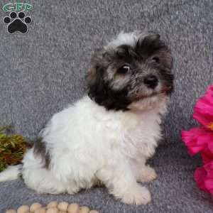 Lucky, Havanese Puppy