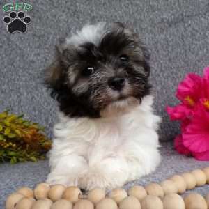 Lucky, Havanese Puppy