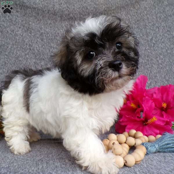 Lucky, Havanese Puppy