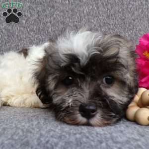 Lucky, Havanese Puppy