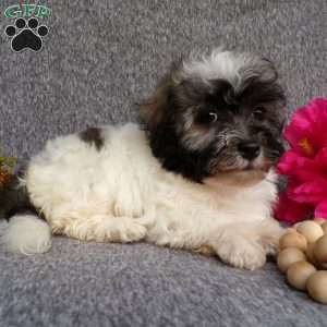 Lucky, Havanese Puppy