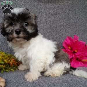 Lucky, Havanese Puppy