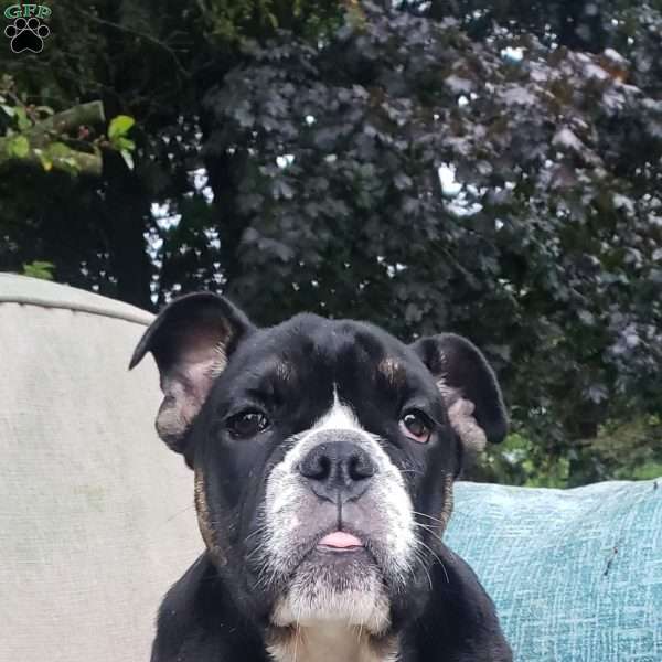 Lily, English Bulldog Puppy