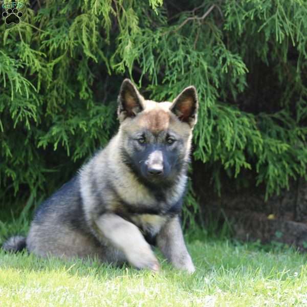 Lady, Norwegian Elkhound Puppy