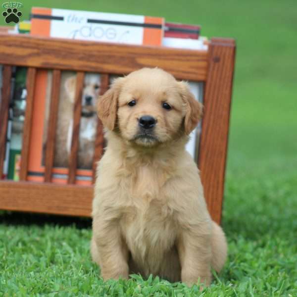 Sally, Golden Retriever Puppy