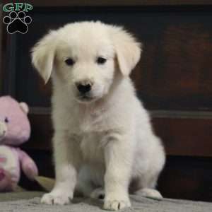 Jackson, English Cream Golden Retriever Puppy