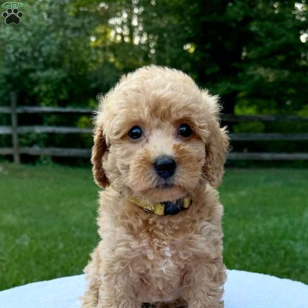 Yvonne, Mini Bernedoodle Puppy