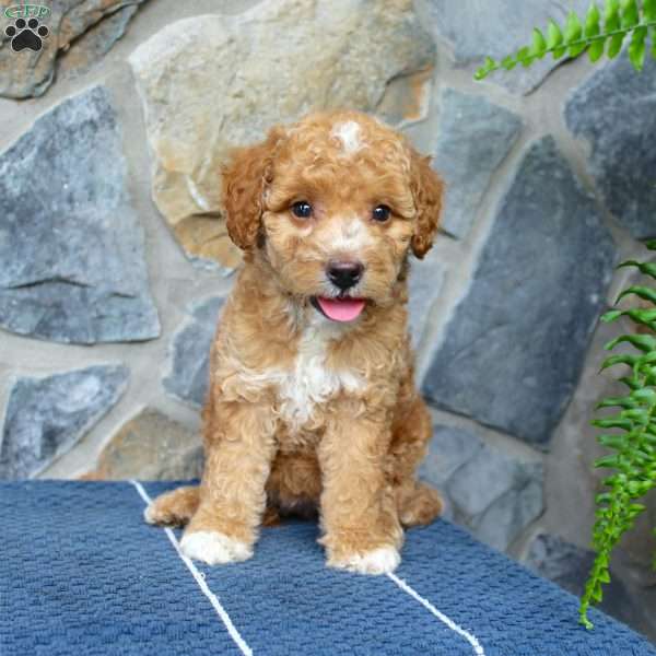 Sara, Mini Aussiedoodle Puppy