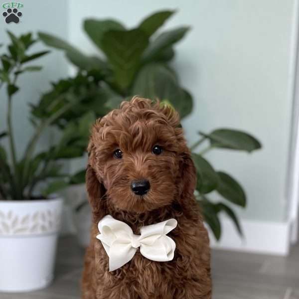 Paige, Mini Goldendoodle Puppy