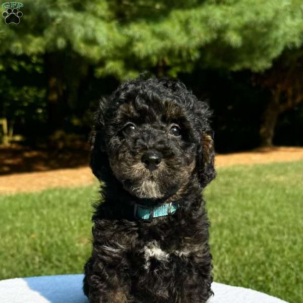 Breeze, Mini Bernedoodle Puppy