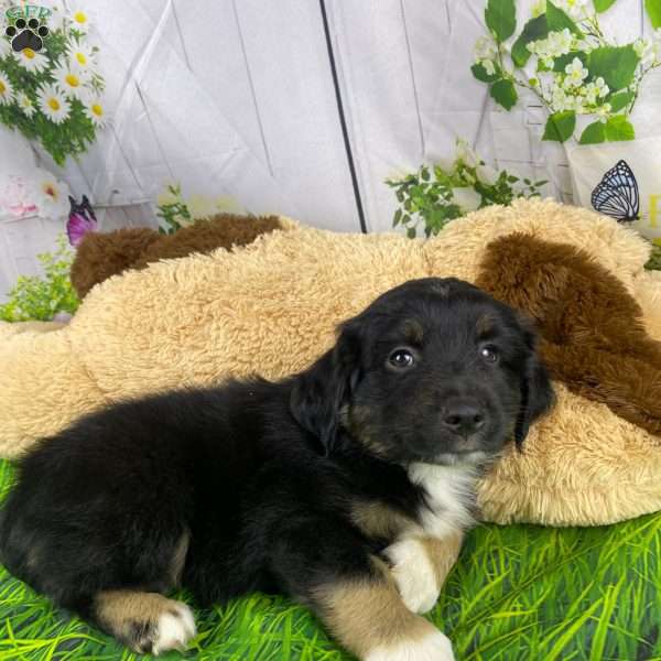 Colton, Miniature Australian Shepherd Puppy