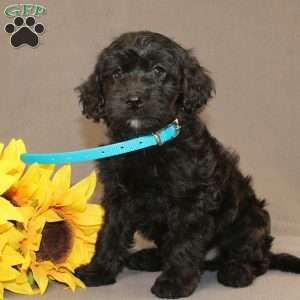 Eddie, Golden Cavadoodle Puppy