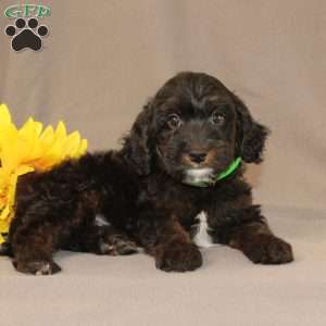 Ethan, Golden Cavadoodle Puppy