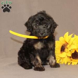 Elsa, Golden Cavadoodle Puppy