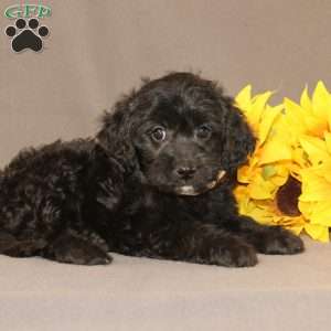 Eleanor, Golden Cavadoodle Puppy