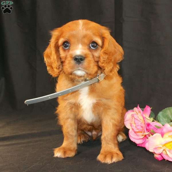 Terry, Cavalier King Charles Spaniel Puppy