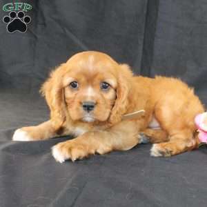 Titus, Cavalier King Charles Spaniel Puppy