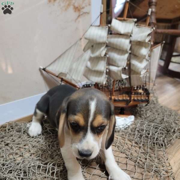 Sam, Beagle Puppy