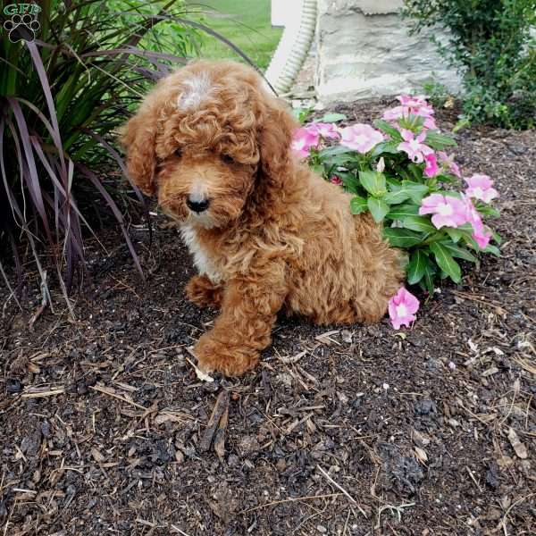 Alex, Miniature Poodle Puppy