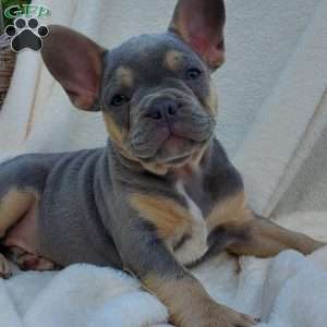 Ryan, French Bulldog Puppy