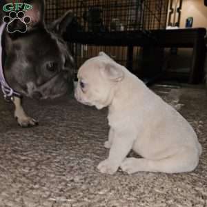 Legacy, French Bulldog Puppy